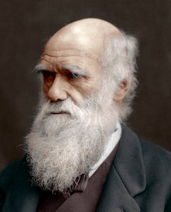 Charles Darwin, britischer Naturforscher, 1878