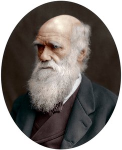 Charles Darwin, britischer Naturforscher, 1878