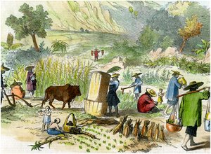 Chinesische Ernte, Hongkong, ca. 1875