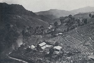 Cingalesische Teeplantage, 1924