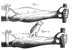 Kreislauf des Blutes, 1628 von Unbekannt