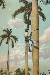 Klettern auf die Königspalme - Subiendo la Palma Real, 1910 von Unbekannt