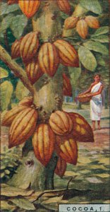 Kakao, 1. - Kakaobaum, Trinidad