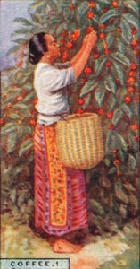 Kaffee, 1. - Ernte der Beeren, Ostindien, 1928
