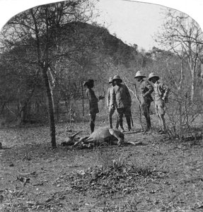 Oberst Afsurul Mulk auf Tigerjagd, Indien