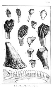 Vergleich der Zähne eines Iguanodon mit denen eines modernen Leguans, 1836