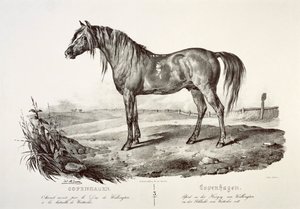 Kopenhagen, das Pferd des Herzogs von Wellington, 19. Jahrhundert von Unbekannt