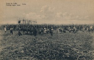 Corte de Cana - Zuckerrohr schneiden - Kuba, ca. 1910 von Unbekannt