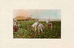 Cosecha de tabaco. - Tabakplantage, um 1910 von Unbekannt
