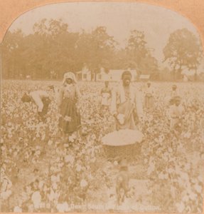 Baumwollernte, um 1900
