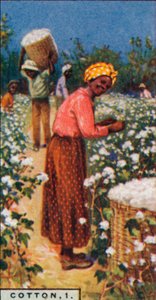 Baumwolle, 1. - Baumwollsamen pflücken, Westindien, 1928