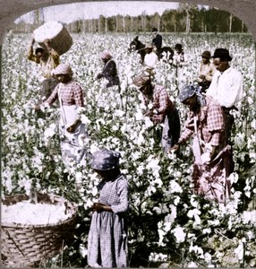 Baumwolle ist König - Plantagenszene mit Arbeitern. Georgia, um 1900