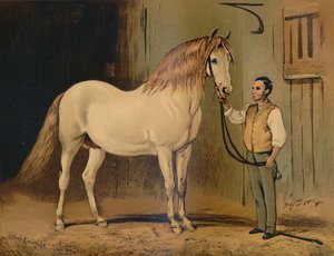 Cream State Kutschpferd. Von Ihrer Majestät Gestüt, ca. 1879 von Unbekannt