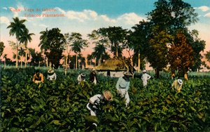 Kuba: Vega de tabaco. Tabakplantage, ca. 1900