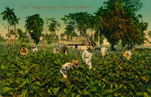 Kuba. Vega de tabaco. Tabakplantage, ca. 1920er Jahre