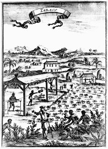 Tabakanbau und -verarbeitung in Westindien mit Sklavenarbeit, 1686