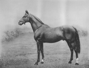 Cyllene, 1911
