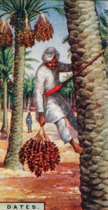 Datteln - Ernte der Früchte, Nordafrika, 1928