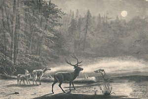 Hirsche am Lake St. Regis bei Nacht, 1883