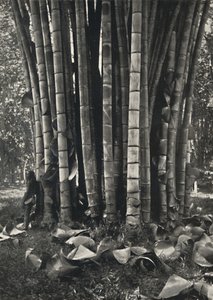 Der untere Teil der Halme einer Pflanze des Riesenbambus in Peradeniya, 1926 von Unbekannt