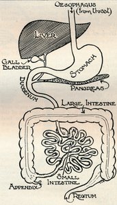 Diagramm des Verdauungstrakts, der den Körper durchquert, ca. 1934 von Unbekannt