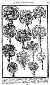 Dianthus Nelken und Pinks, 1629
