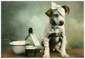 Hund in Verbänden