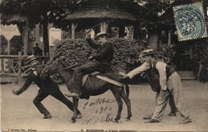 Esel Tetu und widerspenstig - Postkarte von 1904