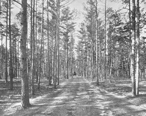 Fahrt im Piney Woods Park, Lakewood, New Jersey, USA, ca. 1900