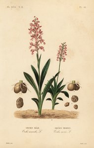 Frühblühende Knabenkraut, Orchis mascula, Orchis male, und Grünflügel-Knabenkraut, Anacamptis morio, Orchis morion von Unbekannt