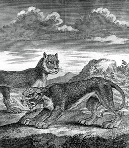 Ostindischer Leopard, 1750