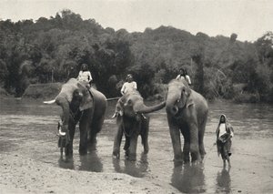 Elefanten im Bade Mahaaliganga, 1926