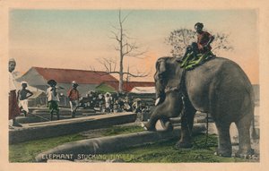 Elefant beim Holzstapeln, ca. 1900