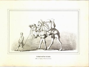 Ein Kamel mit Führer aus Sardes. Illustration aus dem Buch Brogede rejsebilleder von Jerichau-Baumann, Elisabeth und veröffentlicht von Forlagsbureauet (Kopenhagen, 1881) von Unbekannt