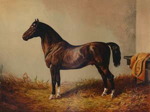 Gesamtes Pony Hack Don Carlos, ca. 1897 von Unbekannt