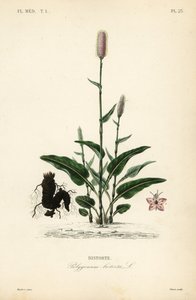 Schlangen-Knöterich, Persicaria bistorta von Unbekannt