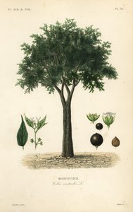 Europäischer Zürgelbaum, Mittelmeer-Hackbeere, Lotebaum oder Honigbeere, Celtis australis von Unbekannt