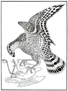 Falke und Reiher, 16. Jahrhundert, 1886