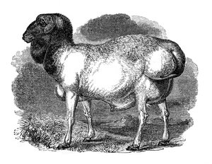 Fettschwanzschaf aus der Tartarei, 1848