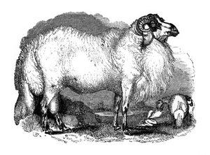 Fettschwanzschaf aus Syrien, 1848