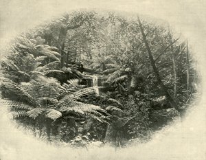 Fern Tree Gully, Tasmanien, 1901