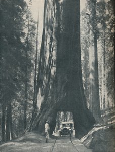Feines Exemplar des größten Organismus, der je gelebt hat, um 1935