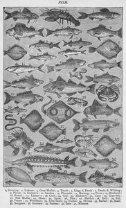 Fisch, 1907