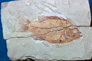 Fossil eines Fisches von Unbekannt
