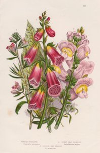 Fingerhut Digitalis purpurea Zentrum, ca. 1885