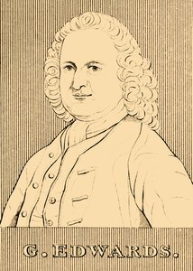 G. Edwards, 1694-1773 von Unbekannt