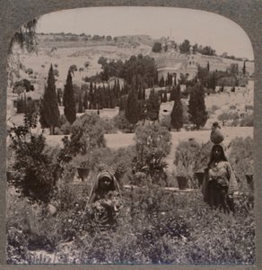 Garten von Gethsemane und Ölberg von den griechischen Gärten, um 1900