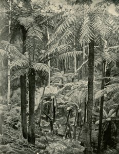 Riesenfarne in Gembrook, 1901