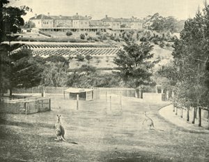 Gladesville Asylum für Geisteskranke, New South Wales, 1901