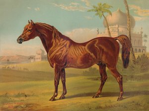 Goldie, Hochklassiger Araber, um 1879